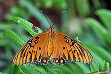 Agraulis vanillae - gulf fritillary - passion butterfly - orange colored butterfly species