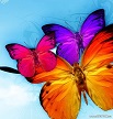 three colored butterflies art