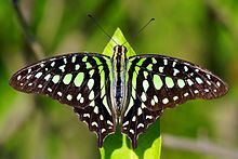 Graphium agamemnon - green tailed jay green colored butterfly species