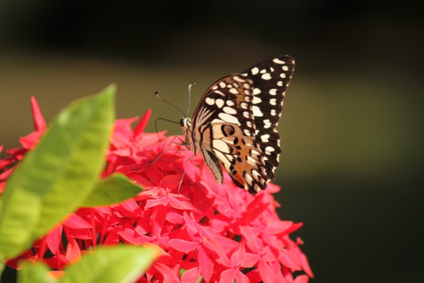 Butterfly in garden flowers