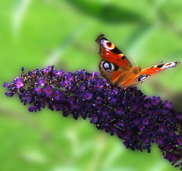 Inspirational butterfly