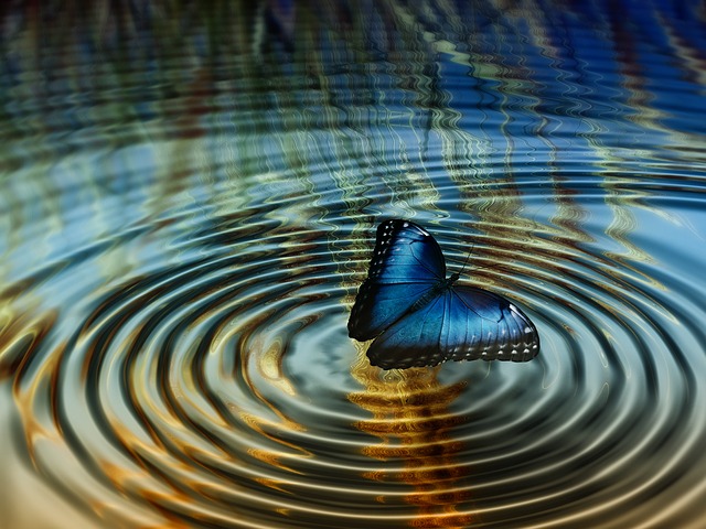 Butterfly in pond ripple