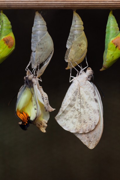 Butterflies emerging from cocoons