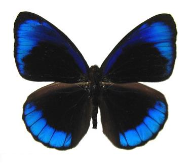big blue and black beautiful butterfly realistic clipart image