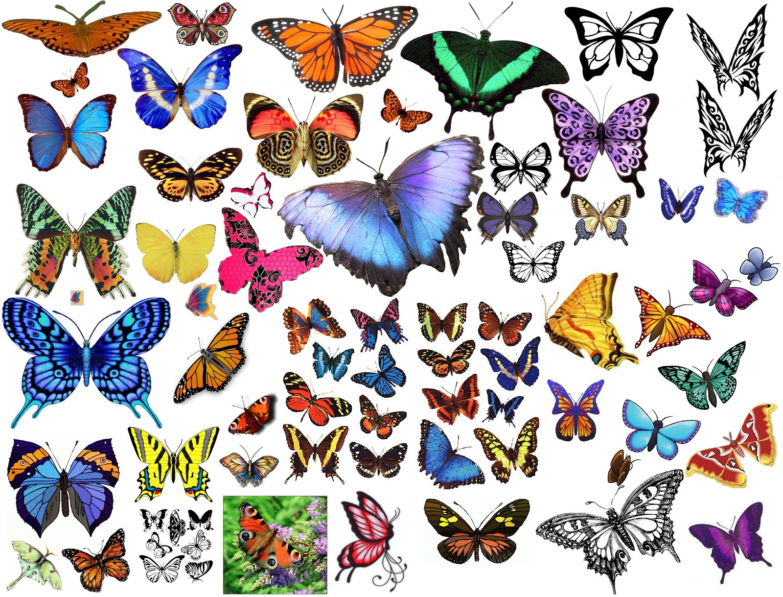 butterfly clipart images giant collage of butterflies