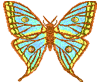 teal and gold coloured butterfly image