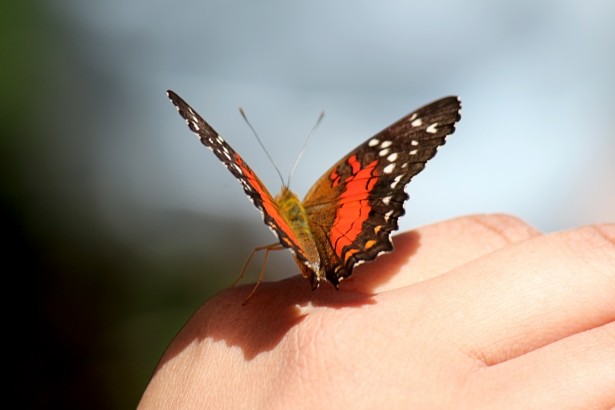 Orange butterfly on hand