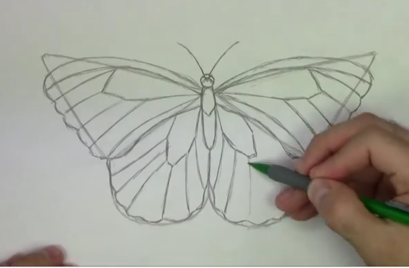Butterfly artwork drawing butterfly sketch