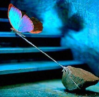 Blue butterfly tied to rock trying to fly