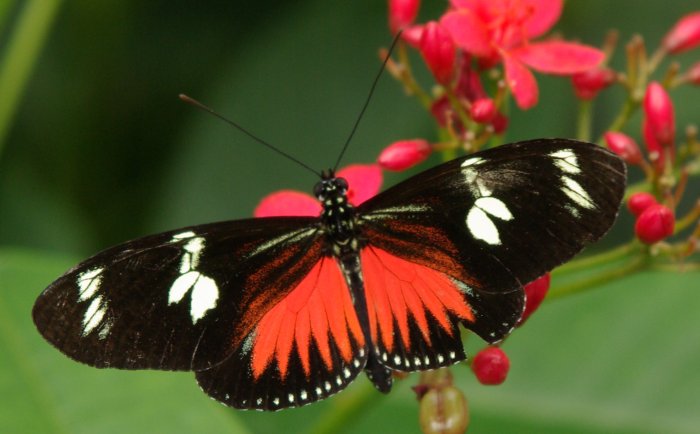 Doris Longwing - laparus doris - red colored butterfly species