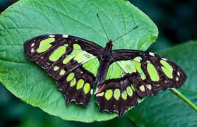 green colored butterfly
