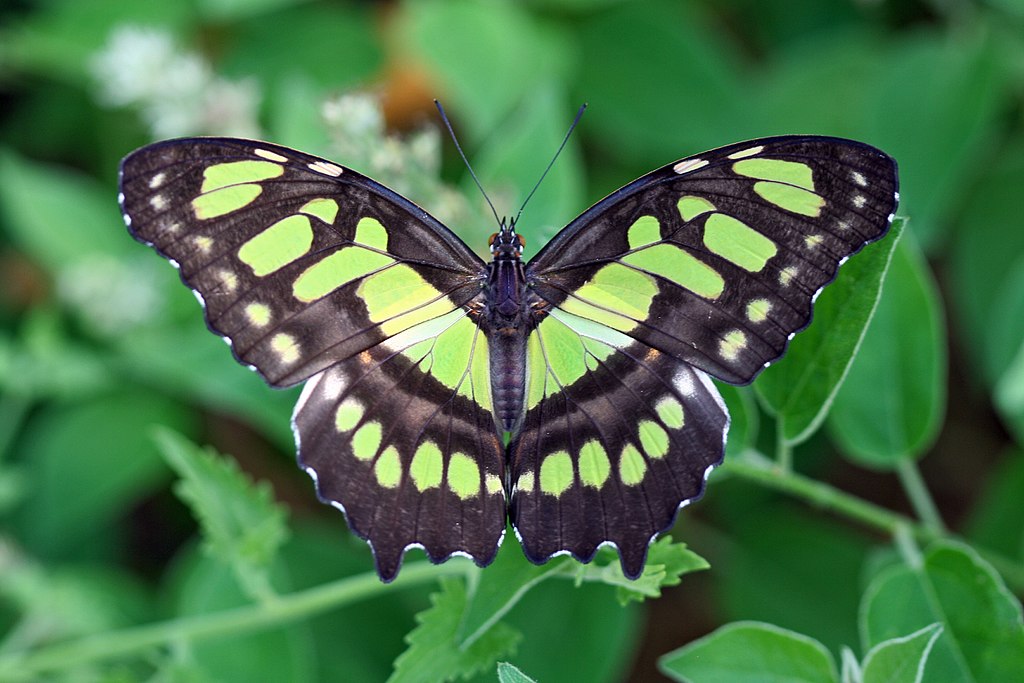 Siproeta stelenes - malachite - green colored butterfly species