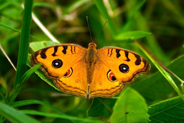 orange-colored moth butterfly