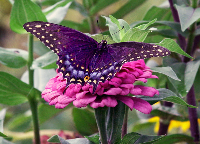 A purple butterfly symbol