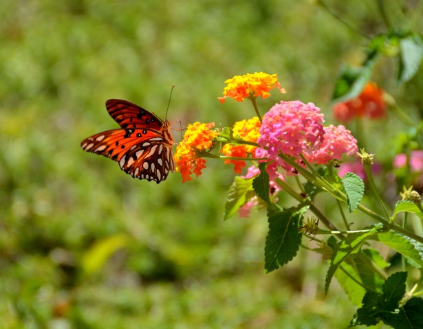 Red butterfly on flowers