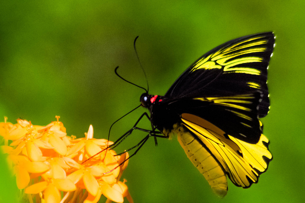 Common Birdwing Yellow Butterfly - Troides helena cerberus - yellow colored butterfly species