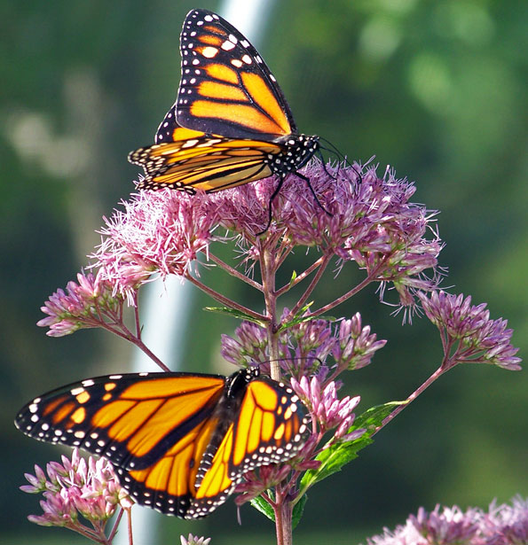Two Monarch Butterflies dancing