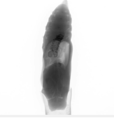 X ray scan of developing chrysalis image