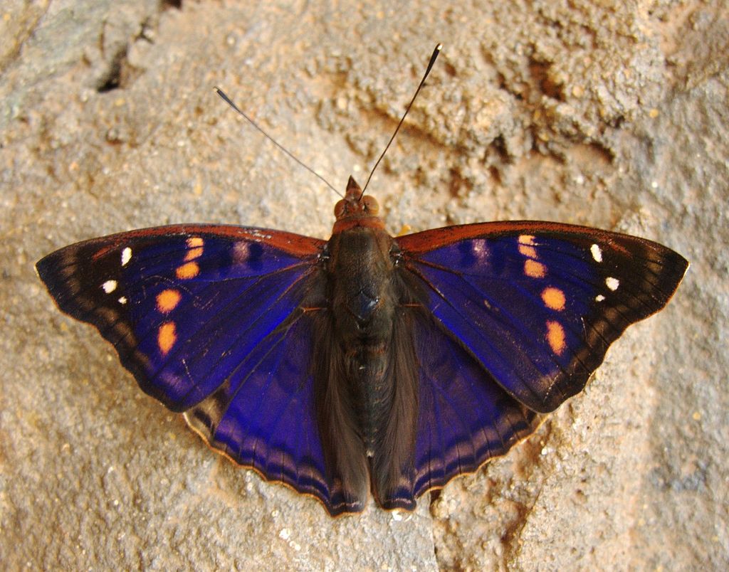 agathina emperor   -  Doxocopa agathina  - royal purple colored butterfly species