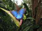 blue morph butterfly