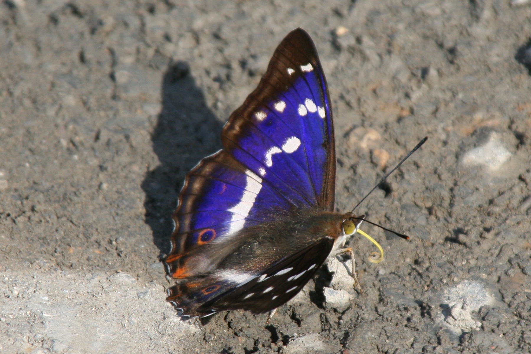 Apatura iris - purple colored butterfly species
