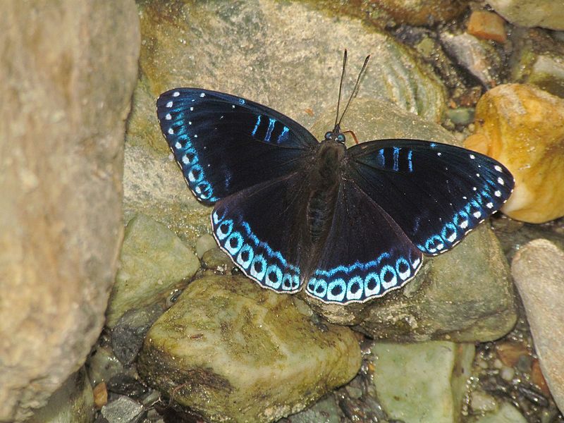 popinjay- Stibochiona nicea - blue butterfly species