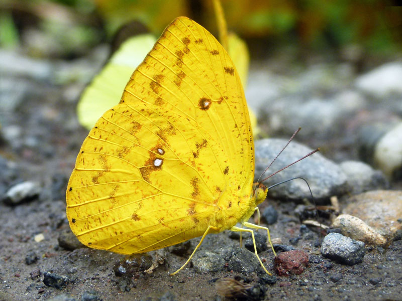 Бабочка с желтыми крыльями. Желтая бабочка название. Бабочки желтого цвета. Ярко желтая бабочка. Желтый мотылек.