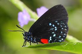  Eumaeus atala - atala - coontie hairstreak -  black colored butterfly species