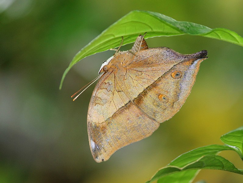 autumn brown leaf butefly -  Doleschallia bisaltide  - brown colored butterfly species