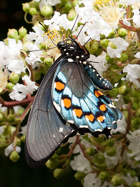 Pipevine swallowtail - Battus philenor - blue coloured butterfly species