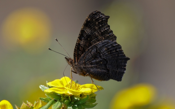A black butterfly symbol