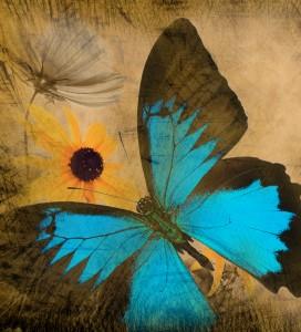 blue butterfly brown background art