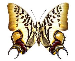 big brown amber butterfly striped wings clipart