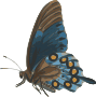 tan brown and blue butterfly