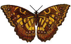 antique ancient brown and gold butterfly graphic