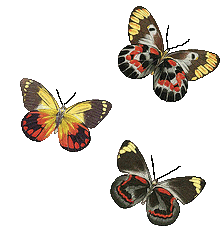 flying insects clipart