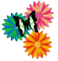 yellow and black butterfly on flower clipart images