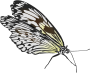 winged insect clipart
