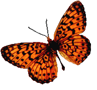 dark orangish red butterfly picture