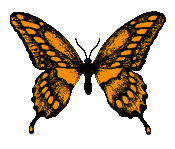 orange butterfly graphic