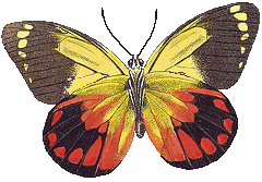 yellow brown and orangish red winged butterfly image