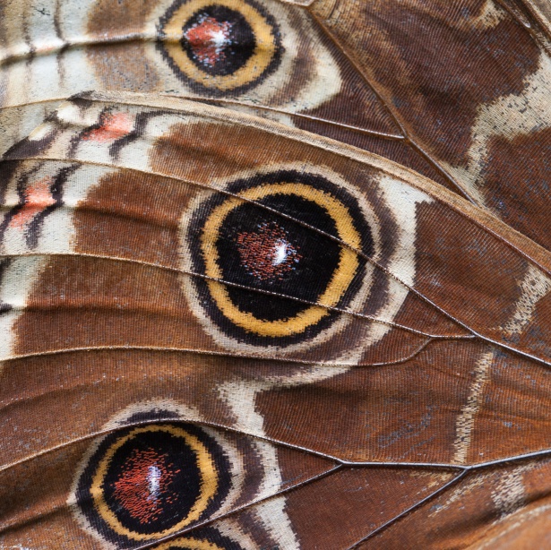 brown butterfly wind tribal pattern