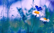 blue butterfly on white daisy in mystical field art