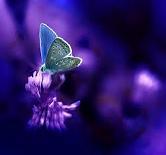purple butterfly on flowers art