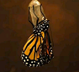 monarch butterfly cocoon