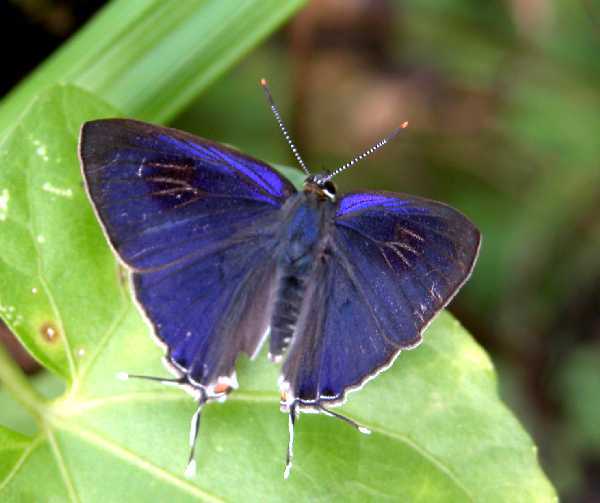 Common tit - Hypolycaena erylus - violet colored butterfly species
