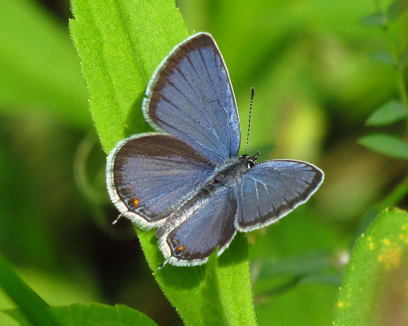 Eastern-tailed blue - Everes comyntas -Cupido comyntas- blue colored butterfly species
