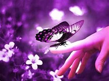 purple butterfly perched on fingertip