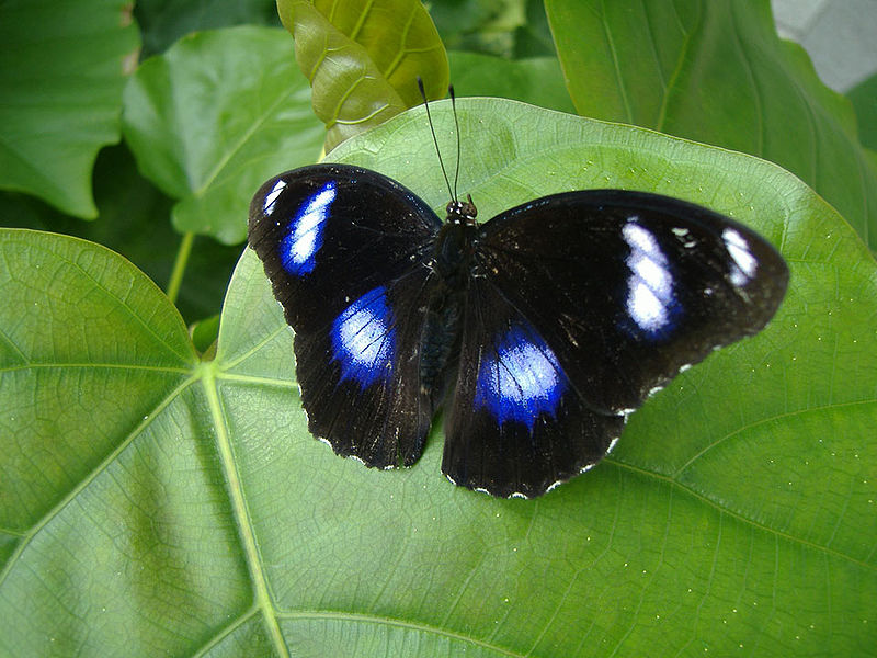 Hypolimnas bolina - blue wing pattern - great eggfly - blue butterfly species