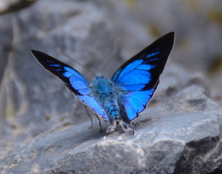 silver royal  - blue butterfly species